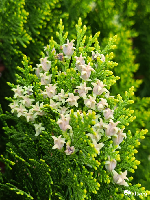 Ne feledkezzünk meg az örökzöldekről sem!