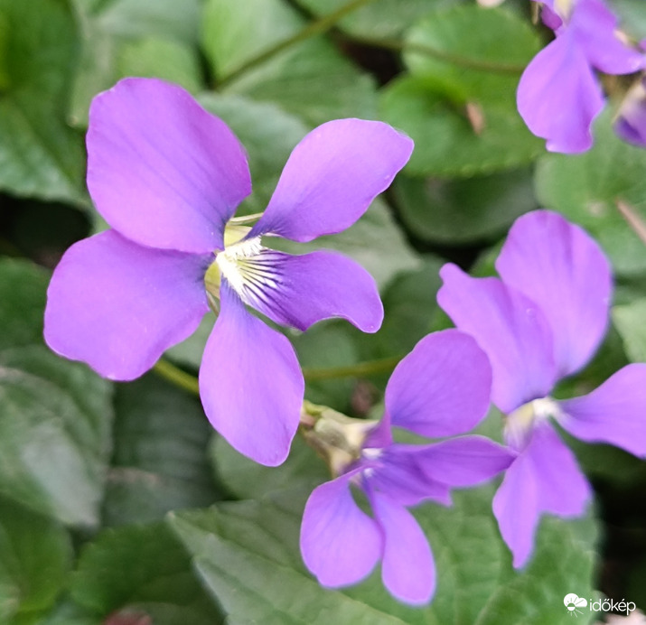 És megint az ibolya...