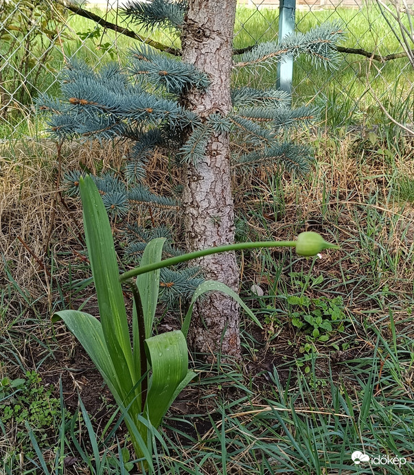 Kicsit "nehézfejű" vagyok...