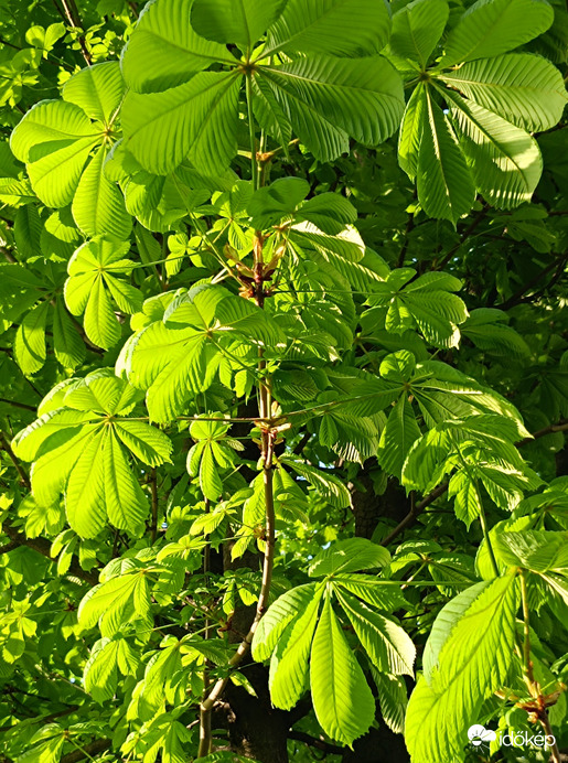Lombsátor-amikor sütött a nap...