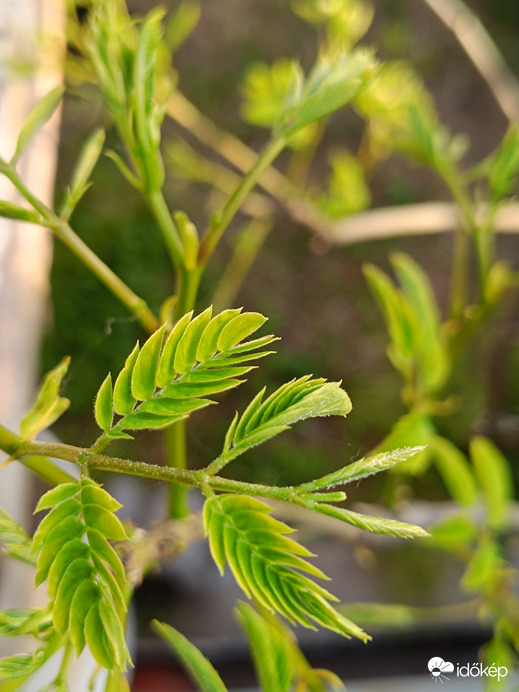 A selyemakác is alakul! Alig várom,hogy virágozzon!