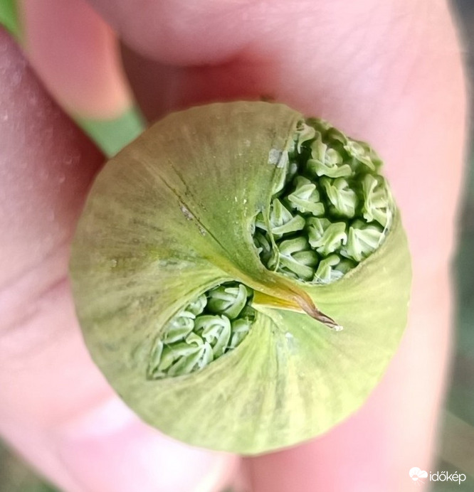 Muszáj volt megfogom,annyira fúj a szél. 