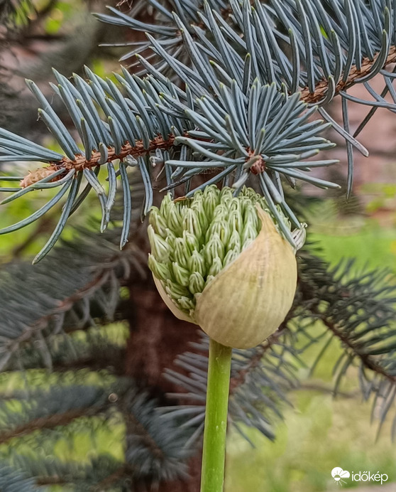 Megsimogatom a buksidat...