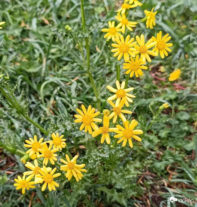 A mi dolgunk: rendületlenül virítani a fűben...