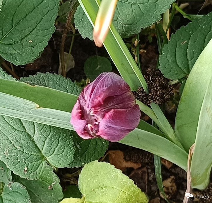 Nemsokára kinyílok!