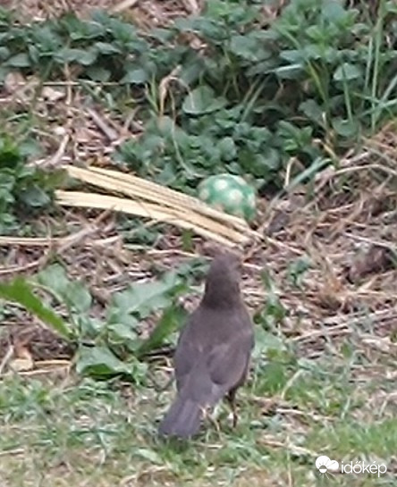 Találtam egy pöttyös labdát! Vajon belefér a csőrömbe??