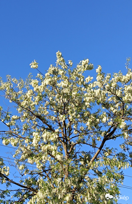 Illatos fehér akác