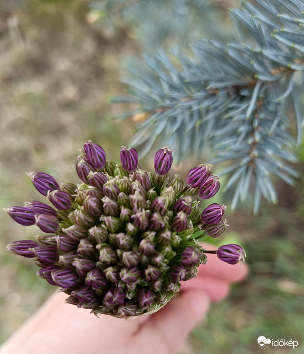 Meggondolja a díszhagyma,hogy kinyíljon-e...