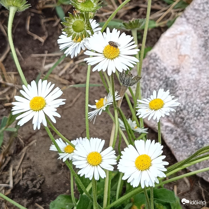 Pici virágon pici vendég pihen