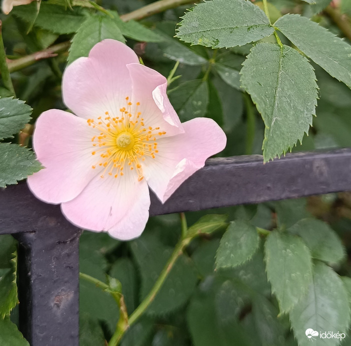 Ideje egy kicsit megtámasztani a fejem...