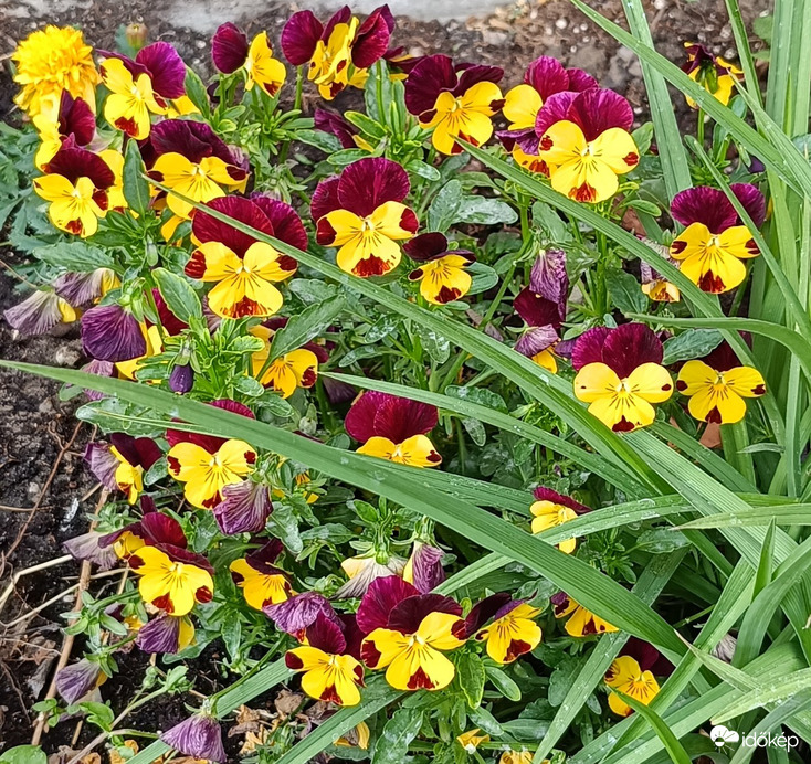 Árvácskák kórusa