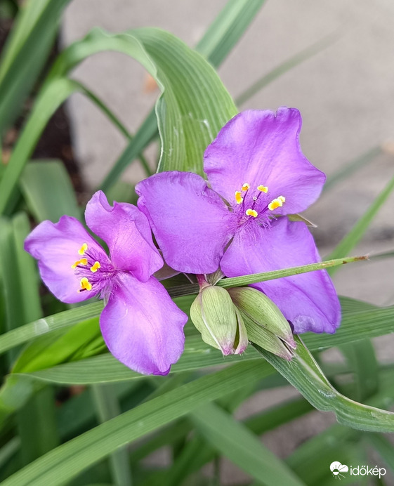 Gyere! Pletykázzunk egyet!