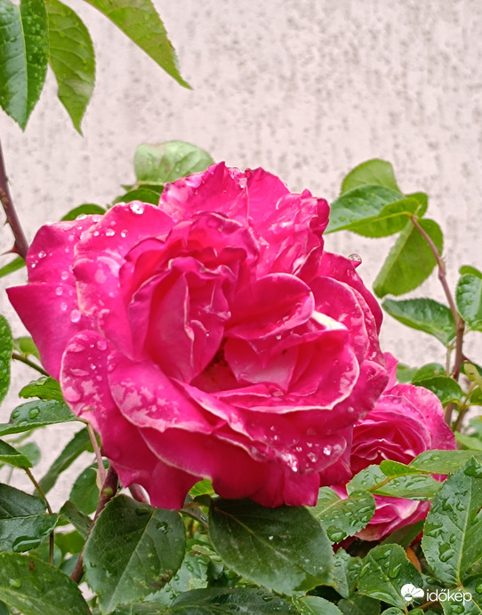 Jaj de jól esik!...