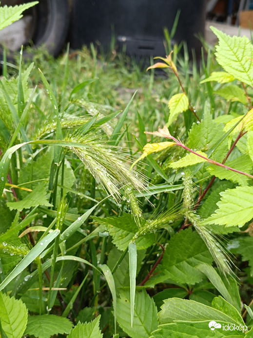 Mi sem maradtunk ki az égi áldásból!