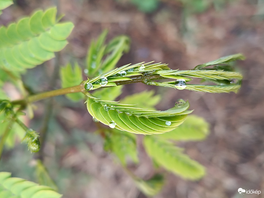 Örülünk az esőnek...
