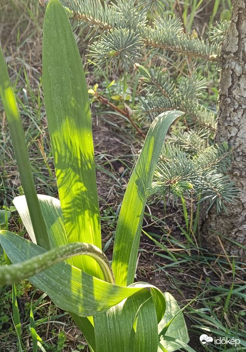 A mai nap utolsó sugarai