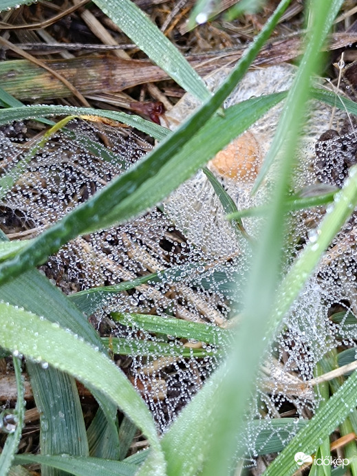 Fagyos hajnal volt ma nálunk. -3 fok....