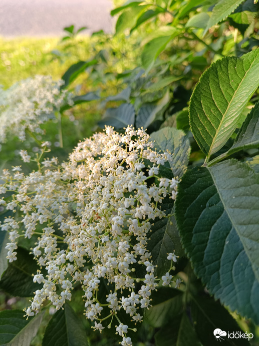 Kedvencünk,a bodza(szörp)!