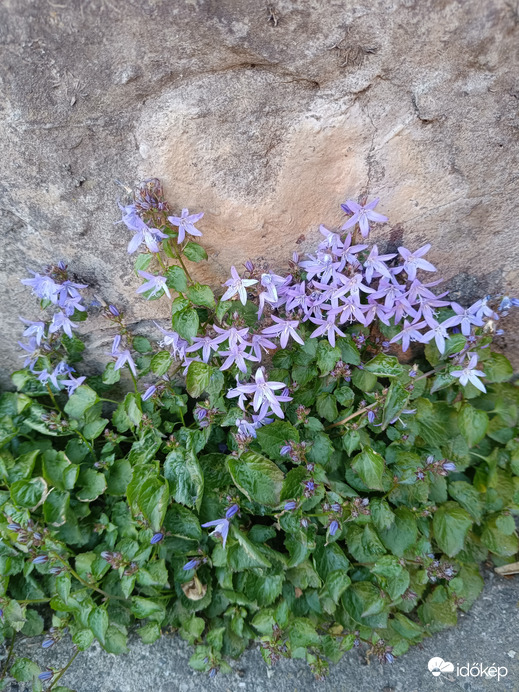 Az utca apró színfoltjai...