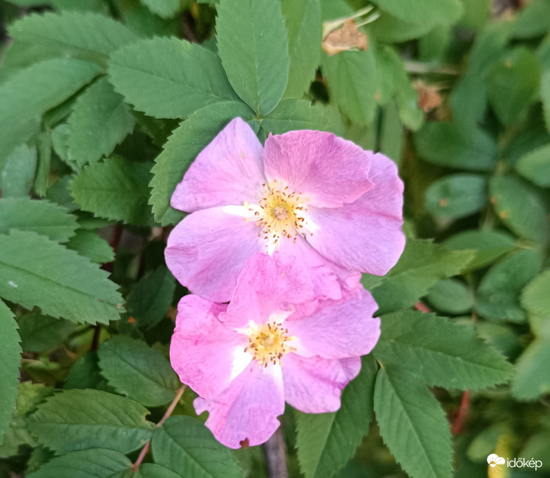 Szeretjük egymást!