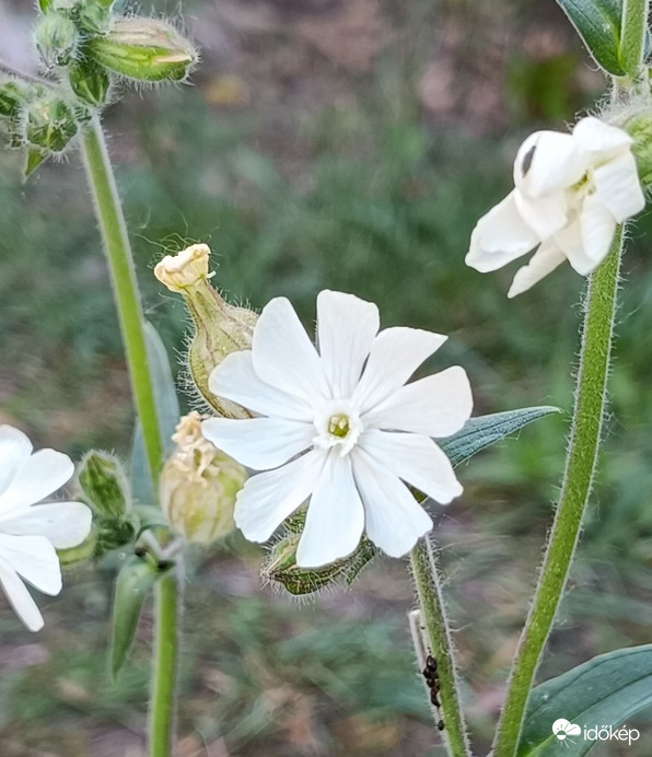 Hétfő reggel a fűben