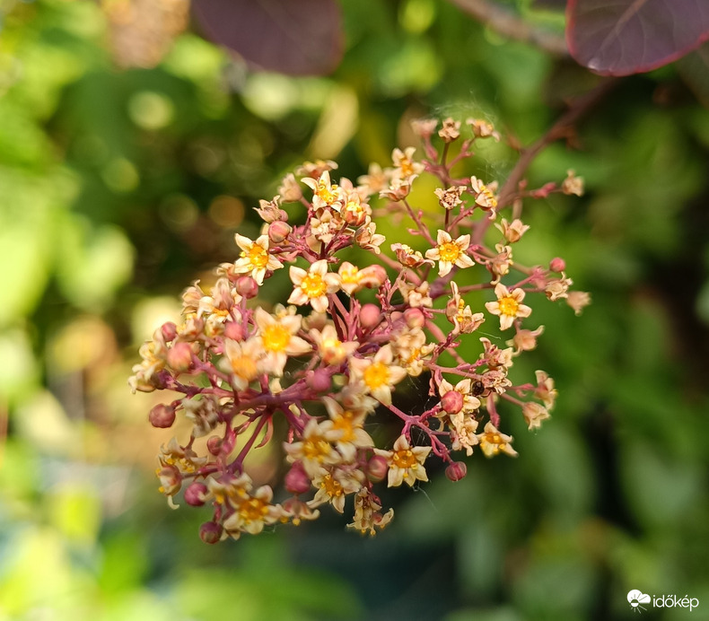 Cserszömörce virágja