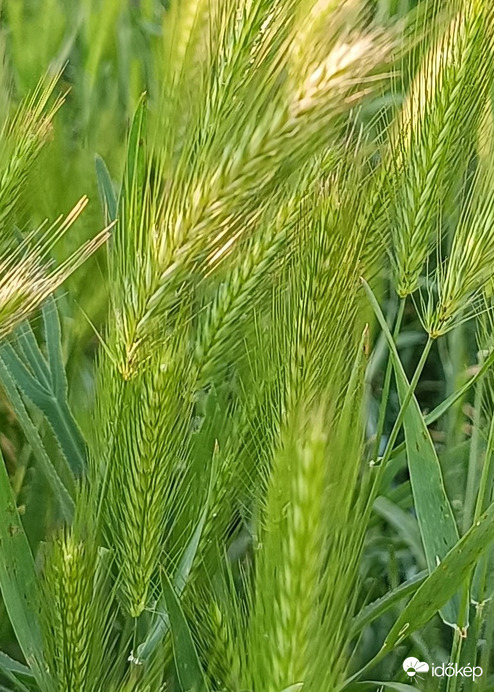 A fűben...(Mint egy szép hajfonat)