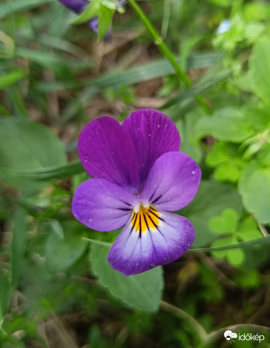 A kert apró színfoltjai. 1