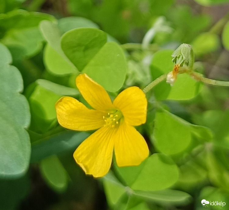 A kert apró színfoltjai. 2