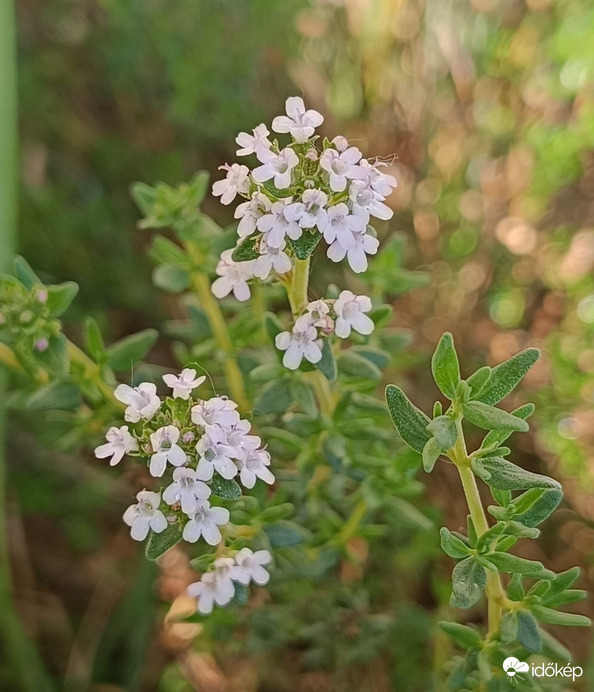Kivirágzott a kakukkfű