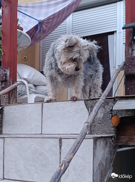 "Állítom,hogy ott lenn egy gyík szaladt!"