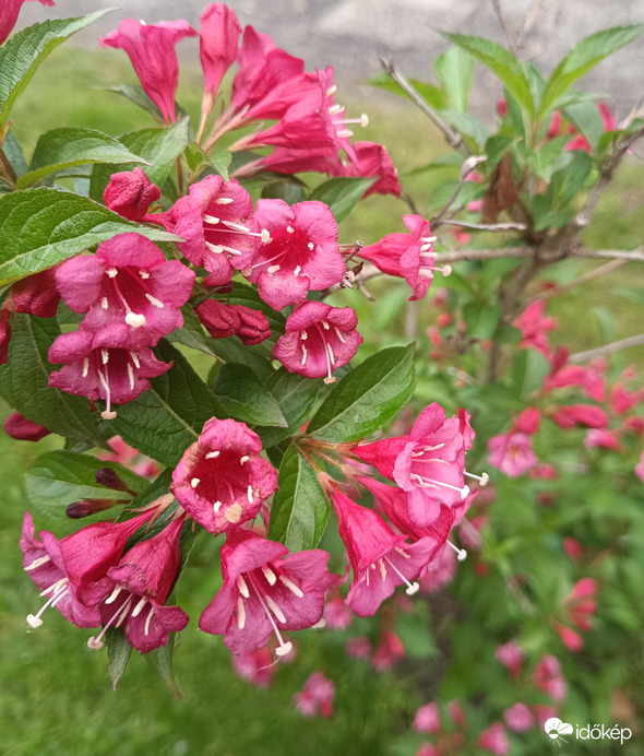 Munkába menet láttam