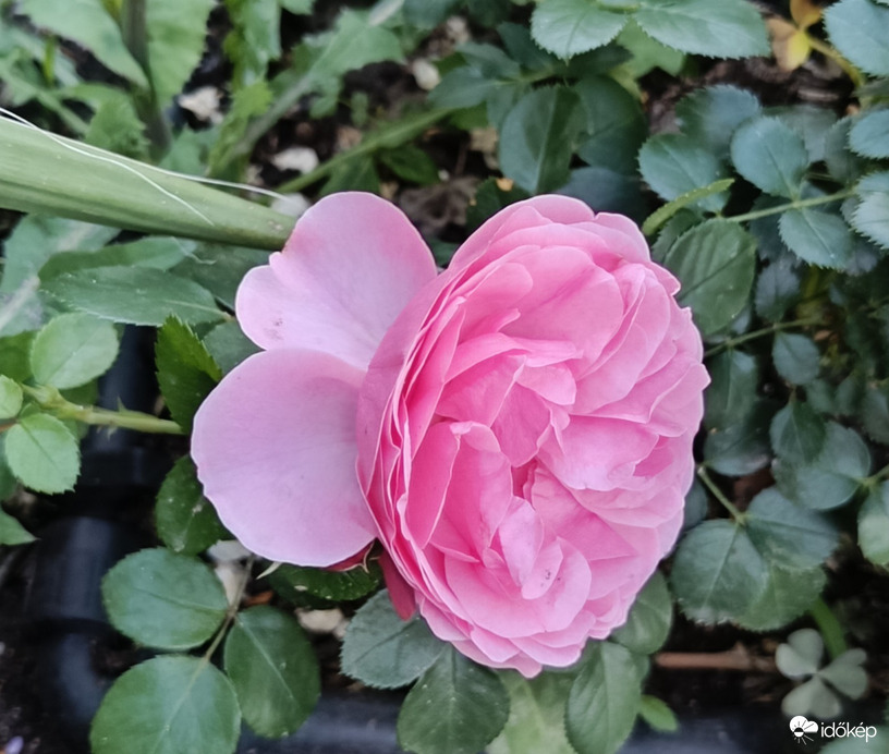 Olyan cuki! Mintha szárnya lenne...