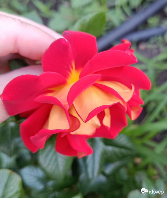 A belvárosban láttam