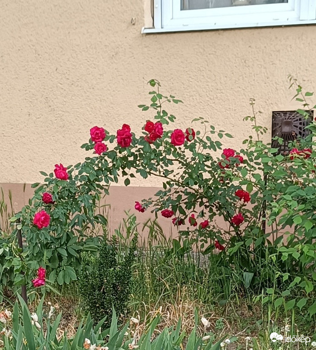 Séta közben fotóztam egy utcában