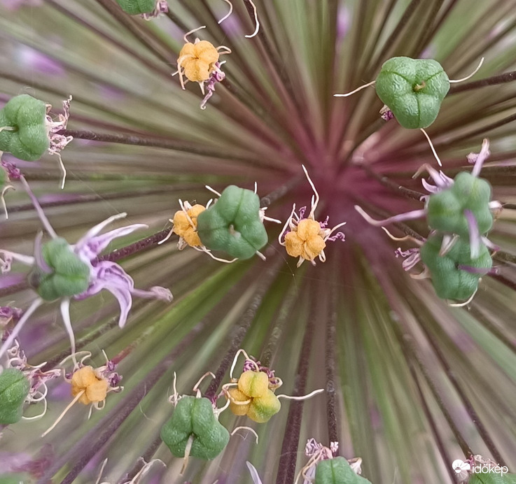 Megint a díszhagyma...