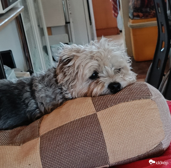 Azon gondolkodom,ma olyan sok gyíkot NEM fogtam meg...