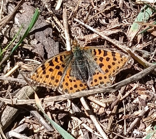 Tegnap fél óráig kergettem ezt a lepkét....