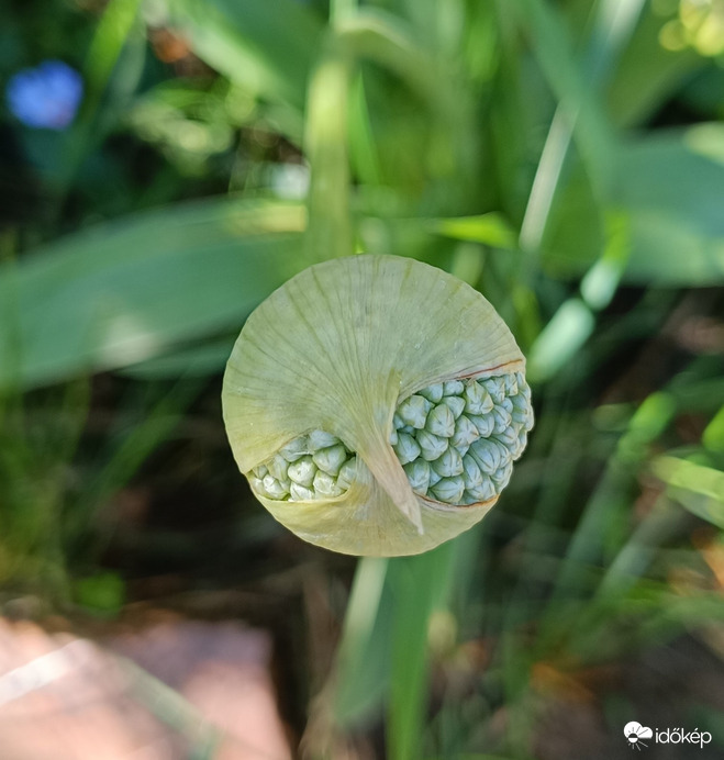 Olyan,mintha csőröm lenne...