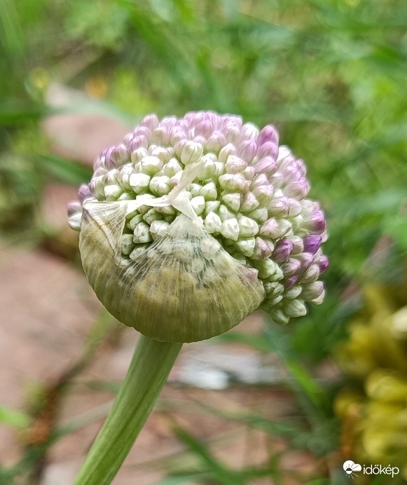 Mostmár leveszem az "úszósapkám"...