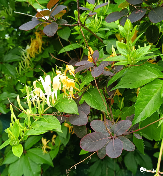 Illatos lonc,cserszömörce, vadszőlő...