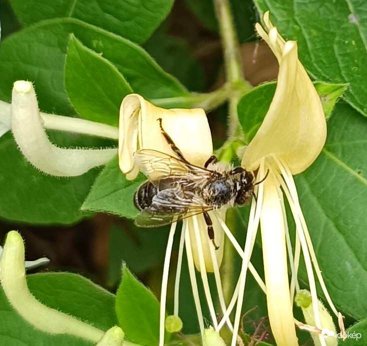 Teljesen el vagyok ájulva...