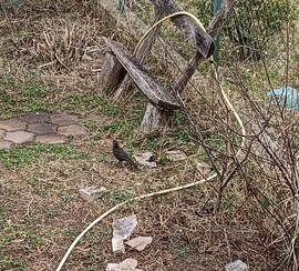 Messziről,homályosan-de látszik egy csipegető a kertben!