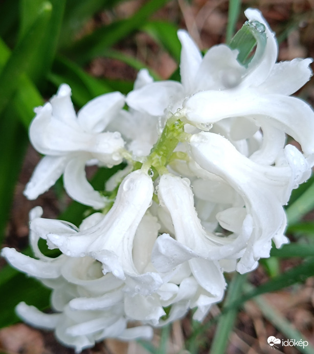 A tisztaság "színe"