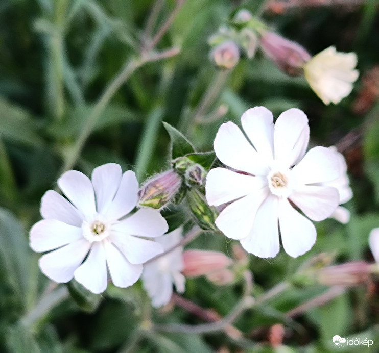 "Mécsesek" a kertben