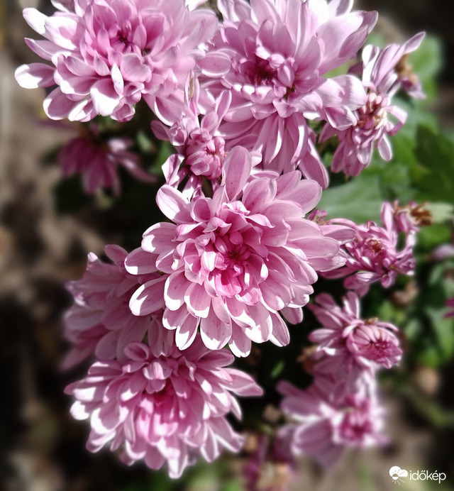 Anyák napjára kaptam-a kertben jó helye van...