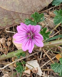 Őszi apróság egy szállóvendéggel...