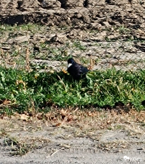 Mit keresel itt,ahol a madár se' jár?