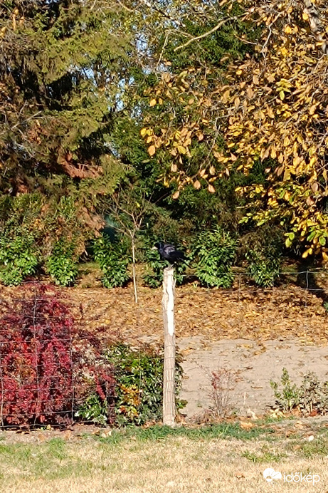 Láttál-e már karón varjút?