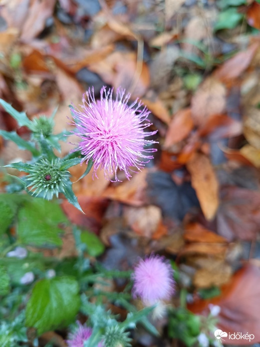 Még mindig kitartanak!